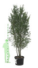 PRUNCERCPC300150_H