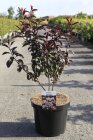 PRUNCISC10_880500