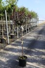 PRUNCISDC18_880500