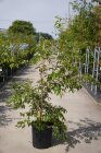 PRUNFUKCPC150_880500