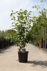 PRUNKANC12525_880500