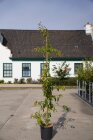 PRUNKSZTBC175_880500