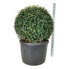 PRUNLANBOC100230_8817048