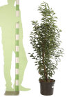PRUNLANC125_8810722