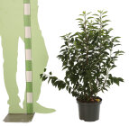 PRUNLANC60_880605