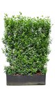PRUNLANHAA100140_8819865