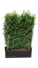 PRUNLANHAA100160_8819865