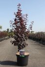 PRUNPISC100_880500