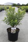 PRUNTOMC10_880500