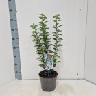 PRUNTOMC3_991333