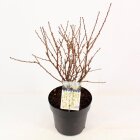 PRUNTOMC4_991320