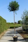 PRUNUMBC1035_880500