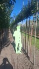 PRUNUMBMG6_H
