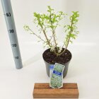 PRUNYAMC3_991333