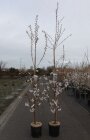 PRUNYEDC17512_880500