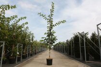 PRUNYEDC17512_880500