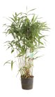 PSEUJAPC1005_H