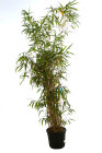 PSEUJAPC20030_H