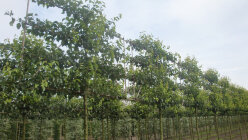 PYRUCHAESMG184_210494