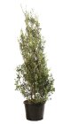 QUERILEC25080_H