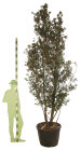 QUERILEFCHC300130_H