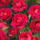 RC1.5WA_PSC