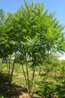 RHUSTYPCPMG350_H
