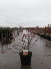 SALIMASC10_880500