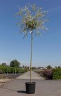 SALINISC825_880500