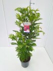 SORBASPC1007_25214