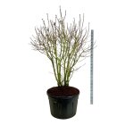 SYRIMBUC150230_8817048