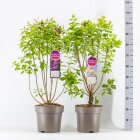 SYRIPDNC10_VUL8810653