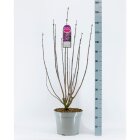 SYRIPDNC15_RVH8810653