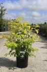 VIBUPHAC60_880500