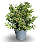 VIBUTINC12_881373