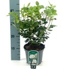 VIBUTINC2_882339