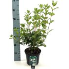 VIBUTINC3_882339