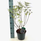 VITEACAC3_882339