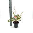 ZELKSERC3_882339