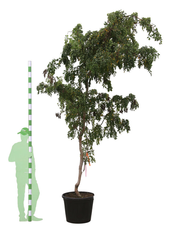 Robinia Pseudoacacia 'twisty Baby' - Fleur