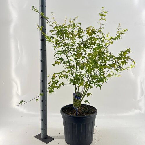 ACERAOYC25L