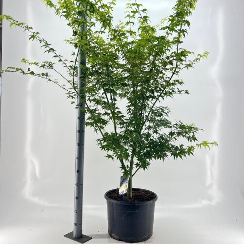ACERAOYC32L
