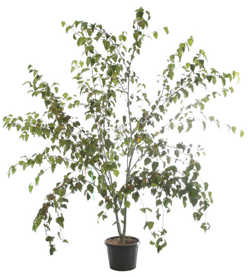 ACERCAPC25050