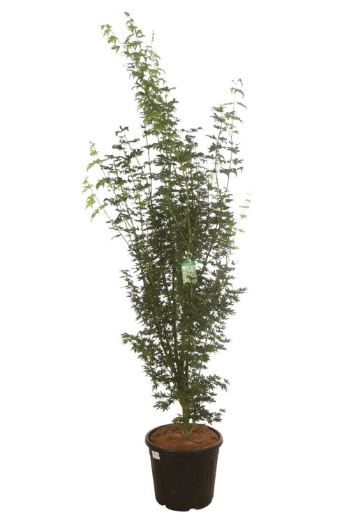 ACERGGRC17535