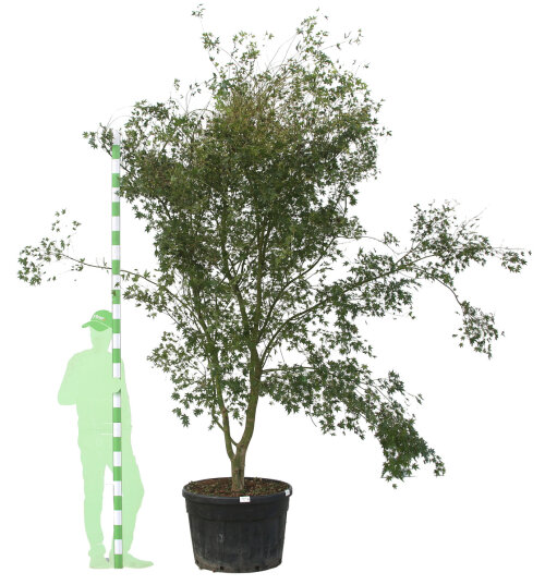 ACERPALC250150