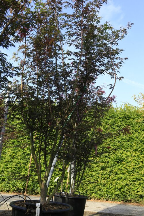 ACERPATC17550