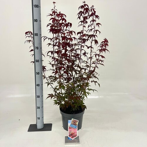 ACERPATC5