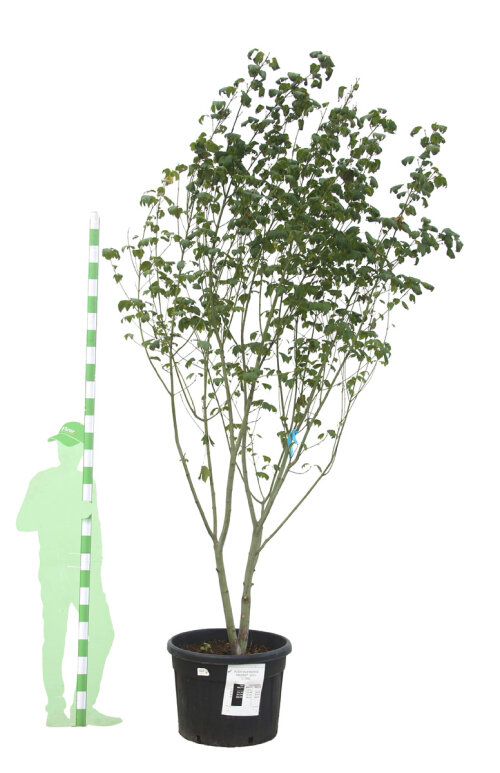 ACERRUFCPC300150