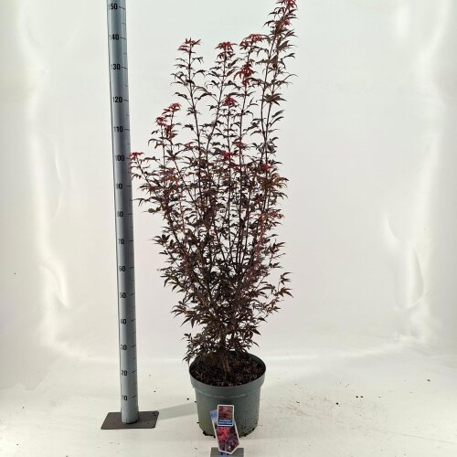 ACERSBRC10L