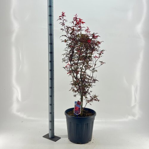 ACERSBRC25L